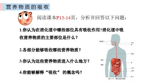 人教版生物七年级下册第四单元第二章消化和吸收(共24张PPT)