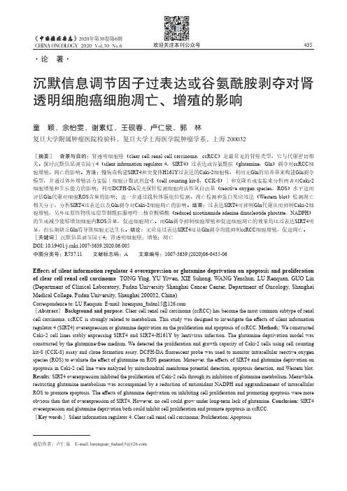 沉默信息调节因子过表达或谷氨酰胺剥夺对肾透明细胞癌细胞凋亡、增殖的影响