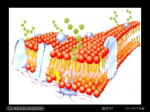必修1第四章 第三节 物质跨膜运输的方式