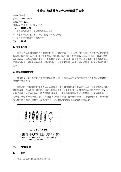 细菌芽孢染色及酵母菌的观察