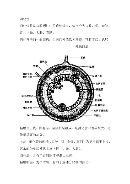 消化管