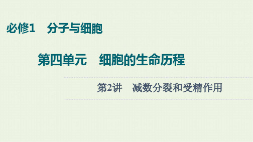 2022版高考生物一轮复习第4单元细胞的生命历程第2讲减数分裂和受精作用课件ppt