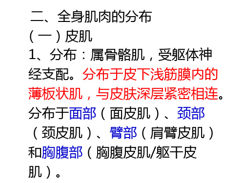 (一)至(三)皮肌、头部肌肉、躯干肌肉