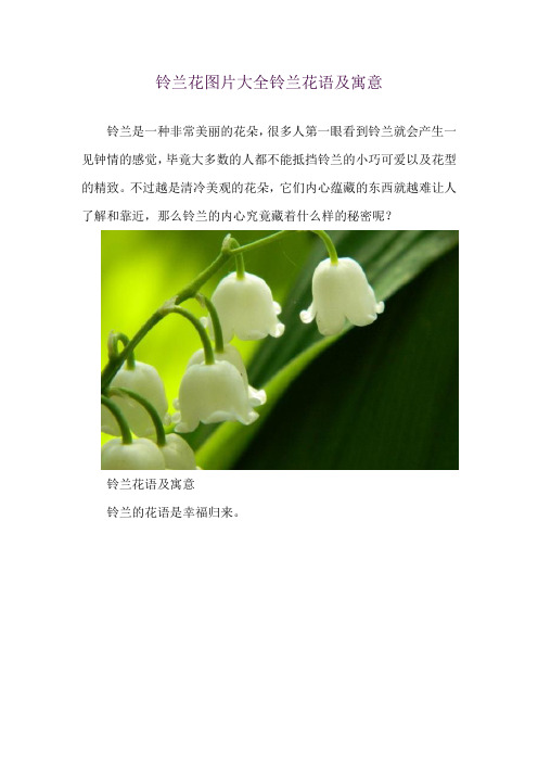 铃兰花图片大全 铃兰花语及寓意