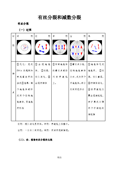 高中生物必修二有丝分裂-减数分裂详尽分析