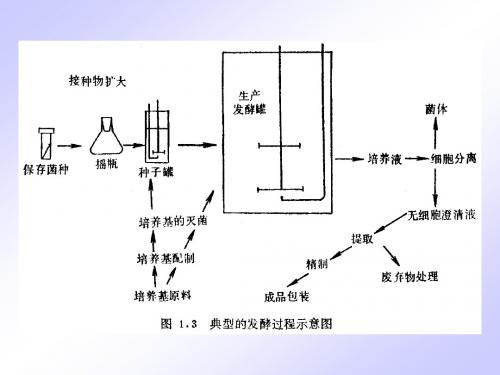 发酵动力学