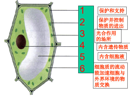 细胞的分裂与分化