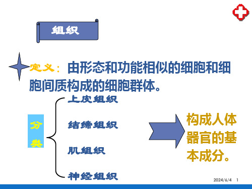 细胞和基本组织—上皮组织(人体解剖生理学)