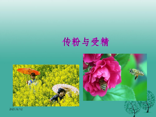 八年级生物上册 第一章 第二节《传粉与受精》课件 (新版)济南版