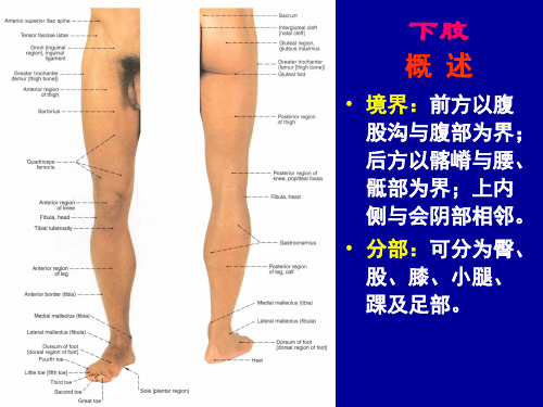 局部解剖学：下肢 (2)