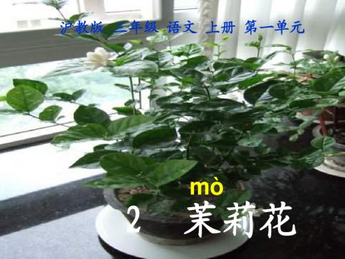 三年级语文上册《茉莉花》教学课件
