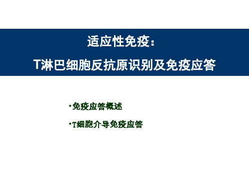 T细胞介导的细胞免疫应答讲义专家讲座