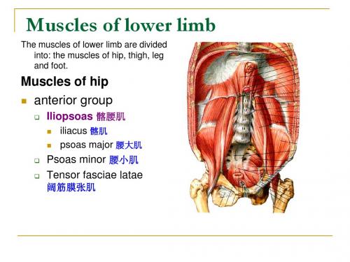 局部解剖学：下肢