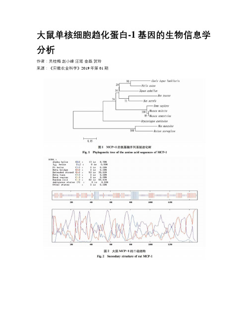大鼠单核细胞趋化蛋白-1基因的生物信息学分析