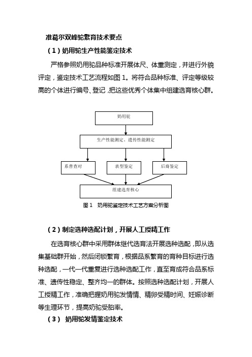 准葛尔双峰驼繁育技术要点