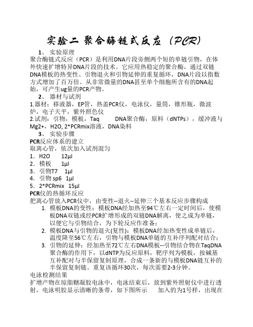 聚合酶链式反应PCR实验报告