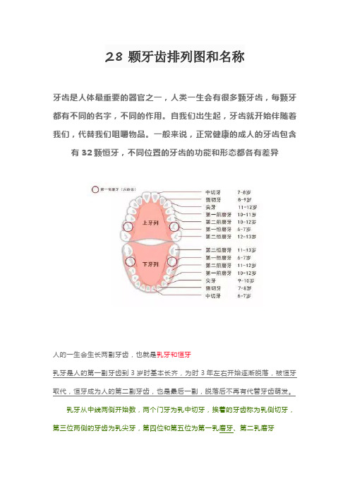 28颗牙齿排列图和名称