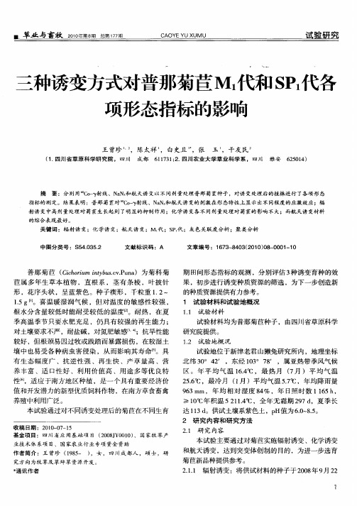 三种诱变方式对普那菊苣M1代和SP1代各项形态指标的影响