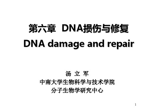 分子生物学第六章：DNA损伤与修复