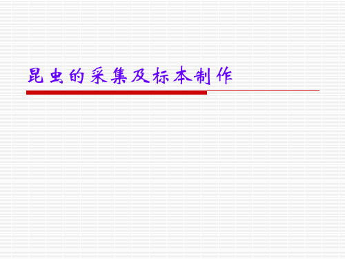 昆虫标本的制作方法知识讲解