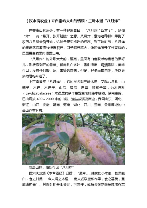 （汉水情农业）来自秦岭大山的馈赠：三叶木通“八月炸”