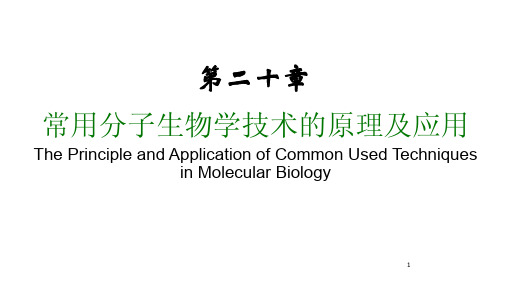 第一节  核酸分子杂交-PPT