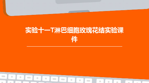 实验十一T淋巴细胞玫瑰花结实验课件