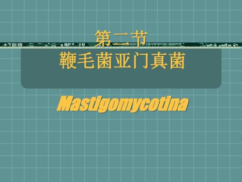 鞭毛菌亚门真菌Mastigomycotina