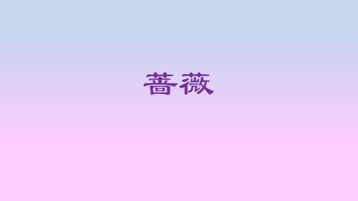 蔷薇  (语文)