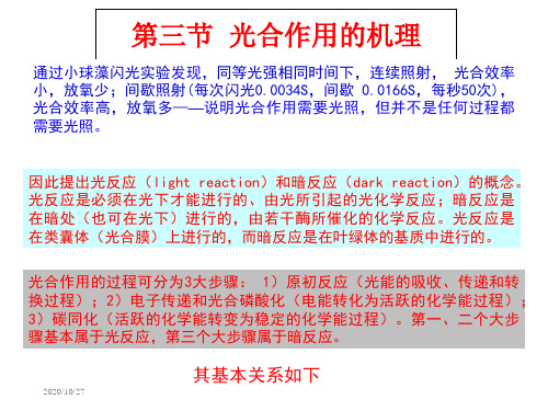 植物生理学003 植物的光合作用2