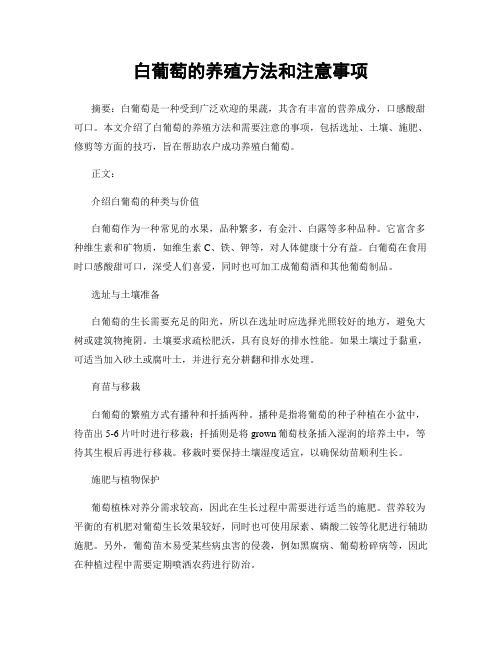 白葡萄的养殖方法和注意事项