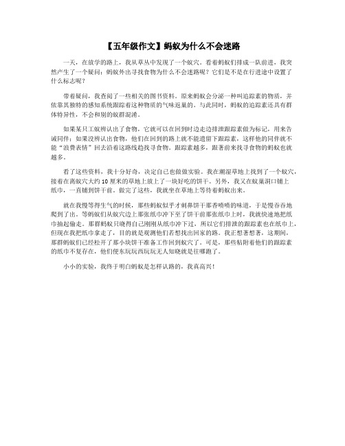 【五年级作文】蚂蚁为什么不会迷路