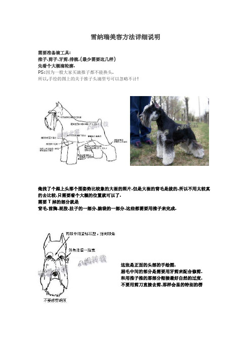 雪纳瑞美容方法详细说明
