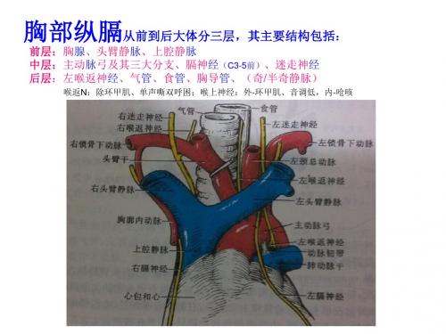 肺部解剖与CT课件