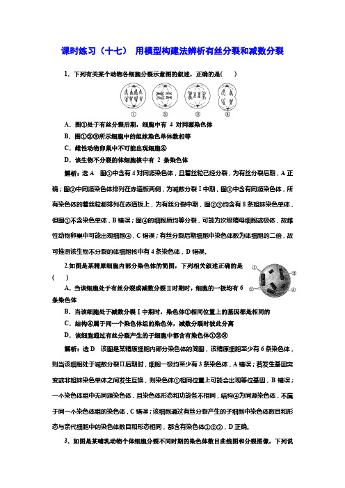 新课标高考生物一轮复习课时练习(十七)用模型构建法辨析有丝分裂和减数分裂含答案