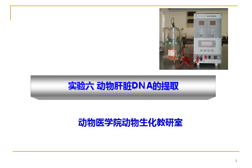 动物医学-动物生物化学实验《动物DNA提取》课件