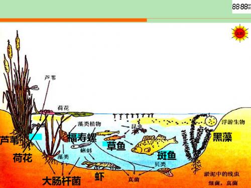 人教版高中生物必修三5.1 生态系统结构  课件(共25张PPT)