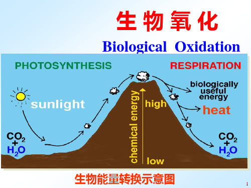 细胞内的生物氧化