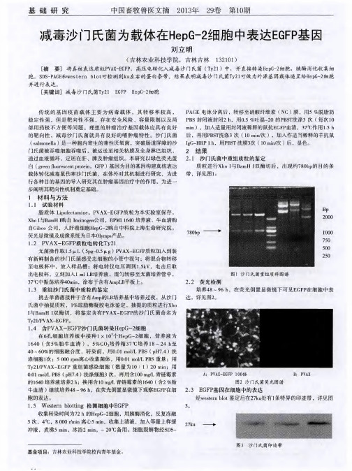 减毒沙门氏菌为载体在HepG-2细胞中表达EGFP基因