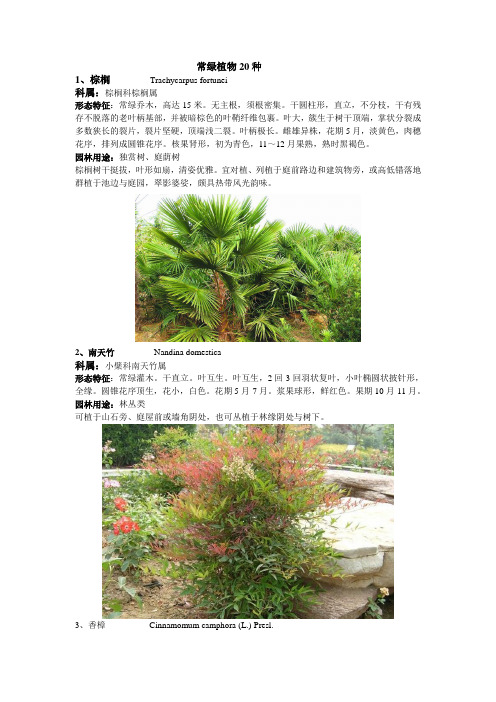 常绿植物20种汇总