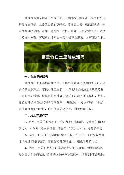 富贵竹在土里能成活吗,富贵竹用土养怎么养