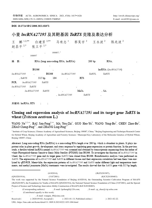 小麦lncRNA27195及其靶基因TaRTS克隆及表达分析