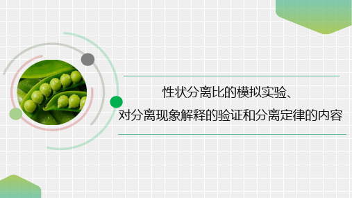 性状分离比的模拟实验、对分离现象解释的验证和分离定律的内容-高中生物必修二课件