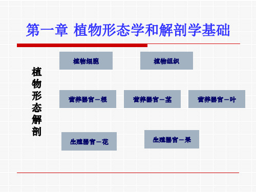 观赏植物学课件-1 植物形态学和解剖学基础