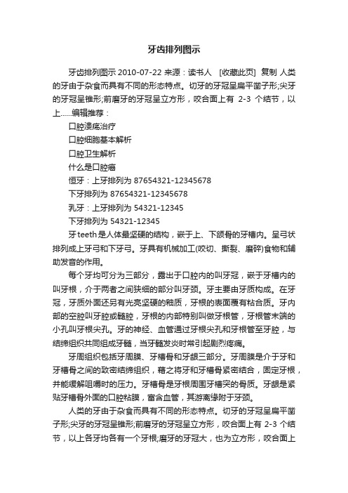 牙齿排列图示