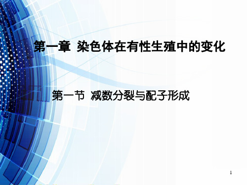 2.1减数分裂和受精作用