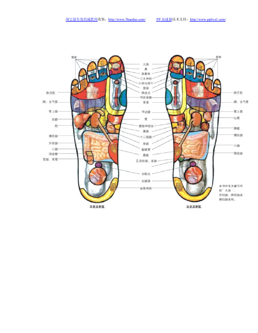 最全的足底按摩示意图