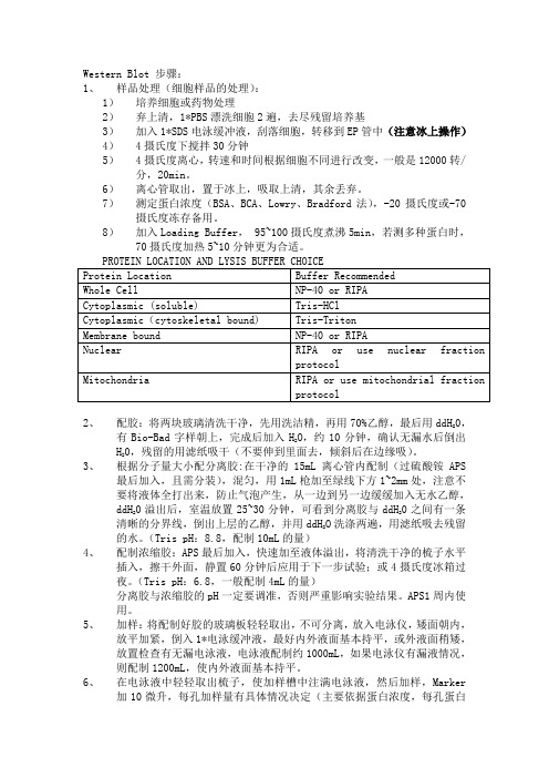 Western Blot 步骤