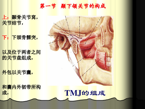 颞下颌关节解剖生理结构讲