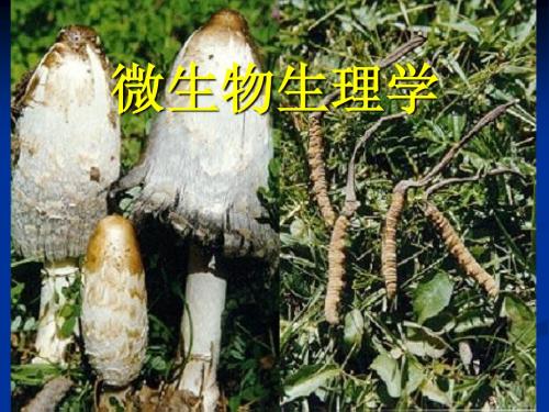 微生物生理